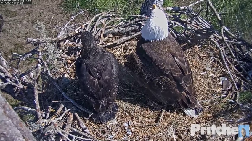 Where can you view videos from the North Fort Myers eagle cam?