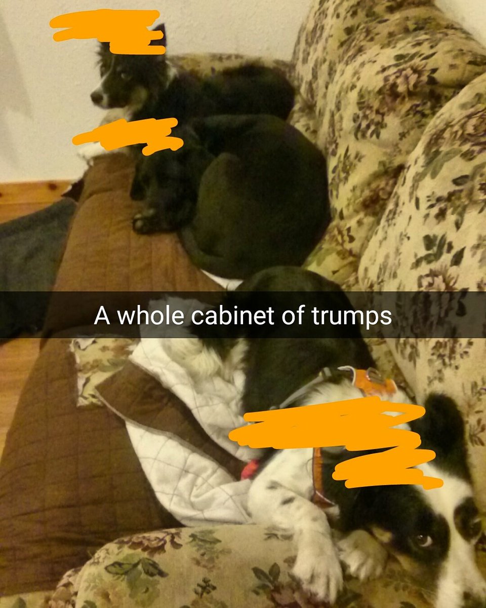 RealDogTrumps's tweet photo. A whole cabinet of trumps #canttrustanyone #yourefired #dogtrumps #potustrump #shakeup https://t.co/Vv8M4oGgT7