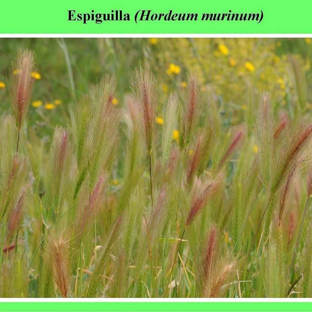 VisitMonforte's tweet photo. Espiguilla o cebadilla es muy común en márgenes de caminos #NaturalezaenMonforte #VisitMon… https://t.co/pYbRHX70fm https://t.co/OBAWWehmCm