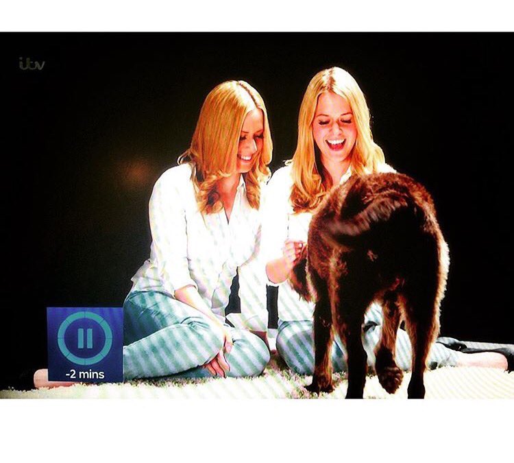 TwinsThatTravel's tweet image. Well there we go. Probably our first and last TV debut. 60 seconds of fame on @ITV #secretlifeofdogs
