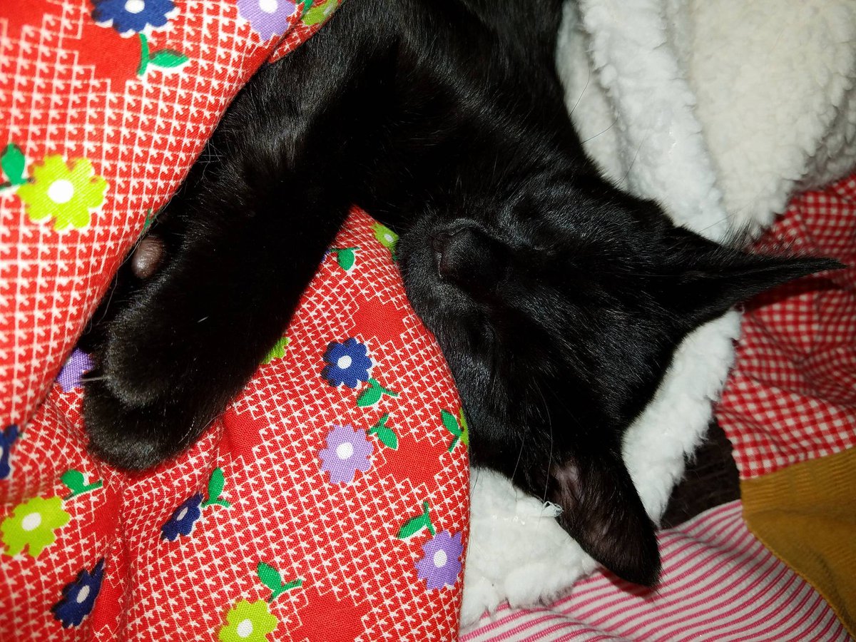CastielTheKitty's tweet photo. #LazyCat #Kittens #CatsOfTwitter
Just a lazy day... https://t.co/Kxk30yUXdc