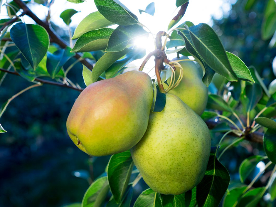 TheYummyFarm's tweet photo. Canadian farmers produce <10% of pears consumed in Canada; was 70% in 1970. @ColdSnapPear might improve this. https://t.co/Nylf8TjaQC https://t.co/1FOb7z1qVb