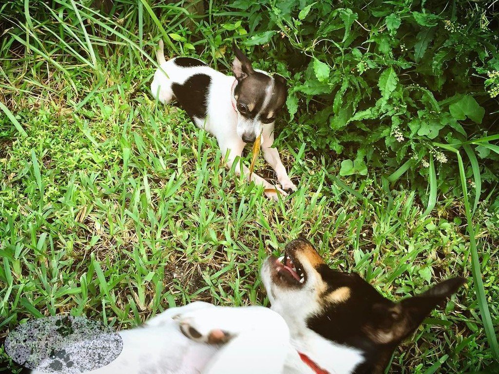 DogSittingMiami's tweet photo. Love the ❤️ spot on Mozi.. #DogsAreCool #Dogs #DogsOfInstagram #DogsOfTwitter #Chihuahua #RatTerrier #Dogs #MiamiDo… https://t.co/UWpMl75ZVY