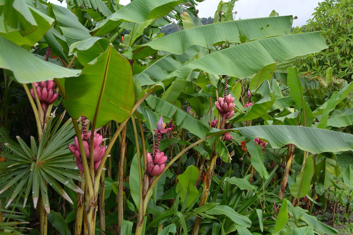 草木のこと Twitter ನಲ ಲ Musa Velutina インド原産のピンク色のバナナ 日本でもピンク バナナの名前で種が流通していたりする 耐寒性もかなりあるので関東以南であれば露地栽培も可能 果実は種が多くあまり美味しくはないので もっぱら鑑賞植物として花を