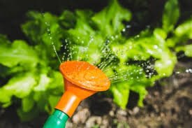 WCC6011's tweet photo. Coming up: the gardening group meets this Friday. Information on the garden visits later in the term available. #westcoastcommunitycentre https://t.co/IgRqqH3jEz