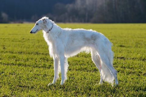 Kielo Forever Waiting For 遥か4 5u Ar Twitter Ford Is Definitely A Borzoi 白いボルゾイは見た目も性格もフォード先生に似てるなぁ イラストはaiwa様に描いてみらった Art Done By Aiwa