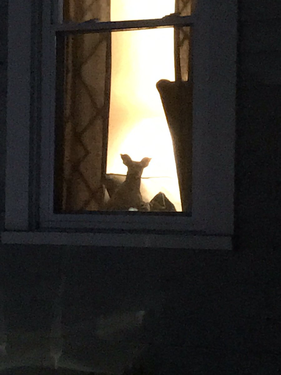 SchutteMath's tweet image. I see a little silhouetto of a dog
Scaramouche, Scaramouche, will you do the Fandango?