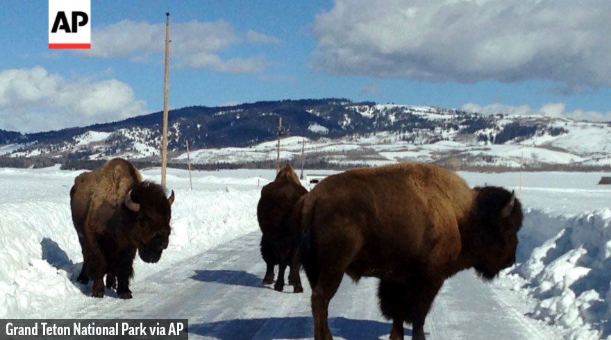 Bison warning: 1-ton beasts are roaming the only plowed road in Grand Teton National Park to avoid deep Wyoming snow apne.ws/2kuzwoM