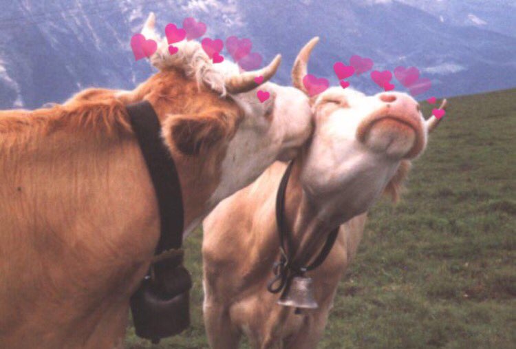 cowswithhearts's tweet photo. Happy valentines ❤️❤️ https://t.co/xgXwbWNT17