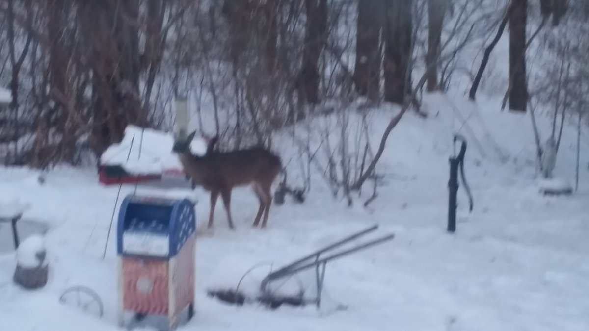 I had a couple of visitors tonight for Valentine's. mom and baby
