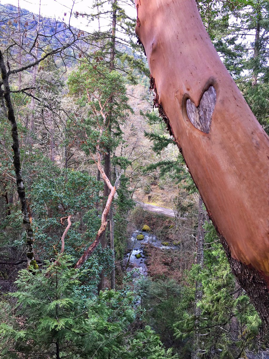 BioSkin's tweet image. Happy Birthday Oregon - our one #truelove 💚Feb 14, 1859 and happy #Valentines to the rest of you! 💝 #exploreoregon #happybday #happyvday
