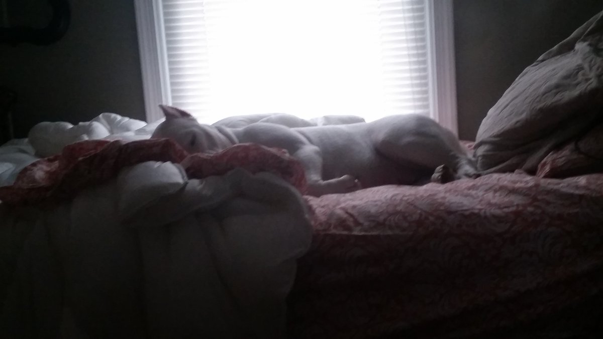 Hoodvetdoglady's tweet image. #PowerofPi