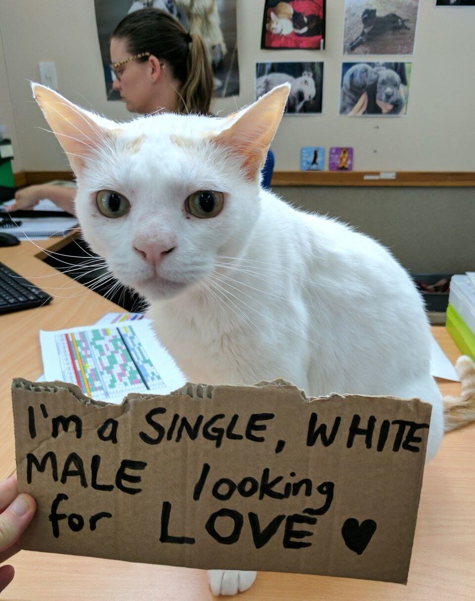 LoveMeowdotcom's tweet photo. Shelter tries to find home for a cat who has been waiting for over 400 days... See full story &amp; updates: https://t.co/1CL1WMzLHm https://t.co/FTC2zFsWqQ