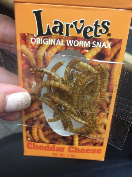 They tasted like corn nuts....  #tastetesttuesday @sunfmvernon #Vernon #larvets @OkanaganScience https://t<a href="/tag/tastetesttuesday"class="tags">#tastetesttuesday</a><a href="/tag/vernon"class="tags"><span>#vernon</span></a><a href="/tag/larvets"class="tags"><span>#larvets</span></a>