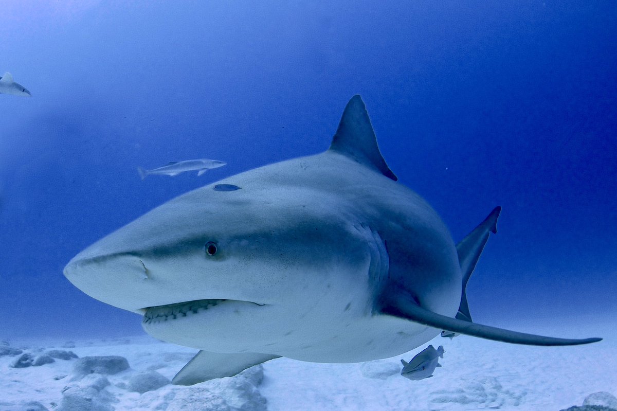 Tiburon Toro, maravilla natural de #Mexico @gerdelvillar #desmitificandotiburones #playadelcarmen #sharkphotography