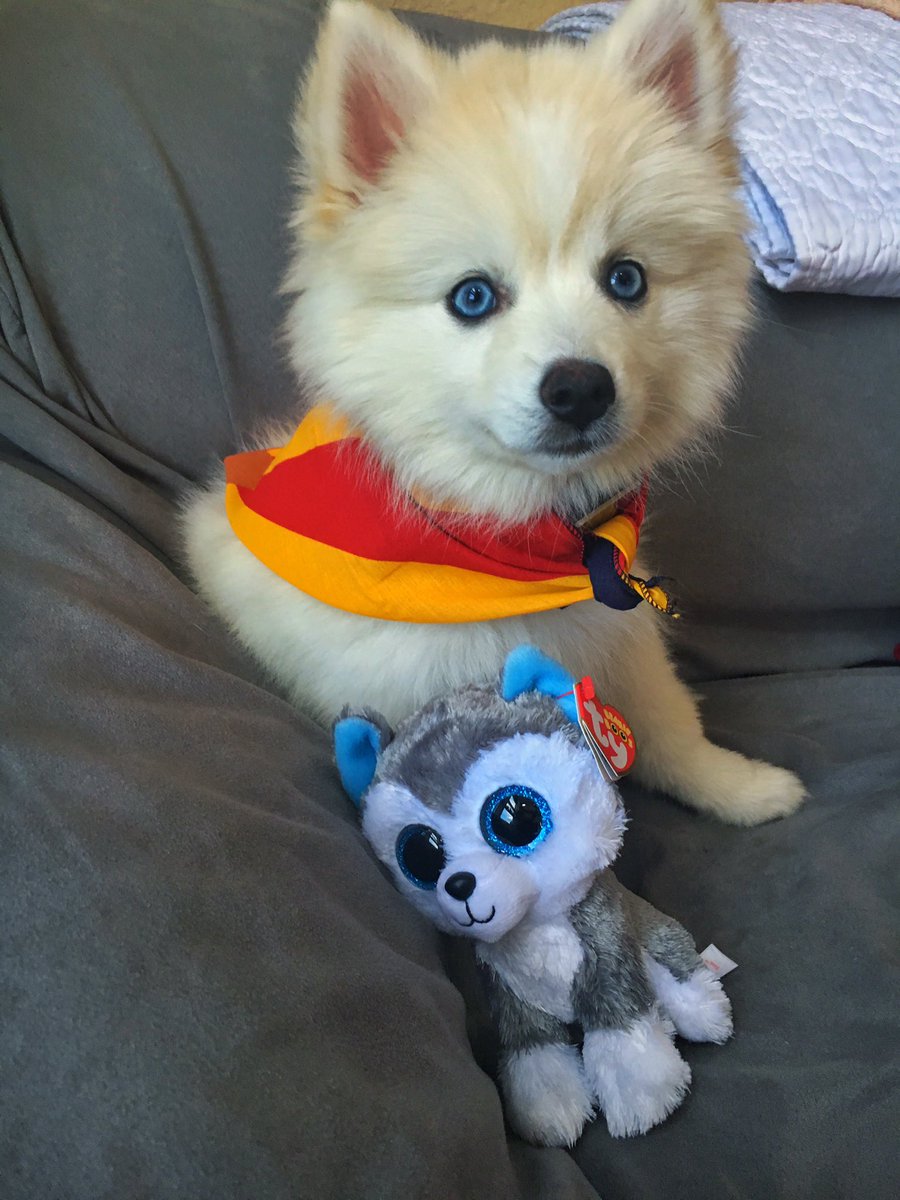 Misia_Pomsky's tweet photo. Happy Valentines and Arizona Day #Arizona #pomsky #valentineday https://t.co/0fIOtdYfxL