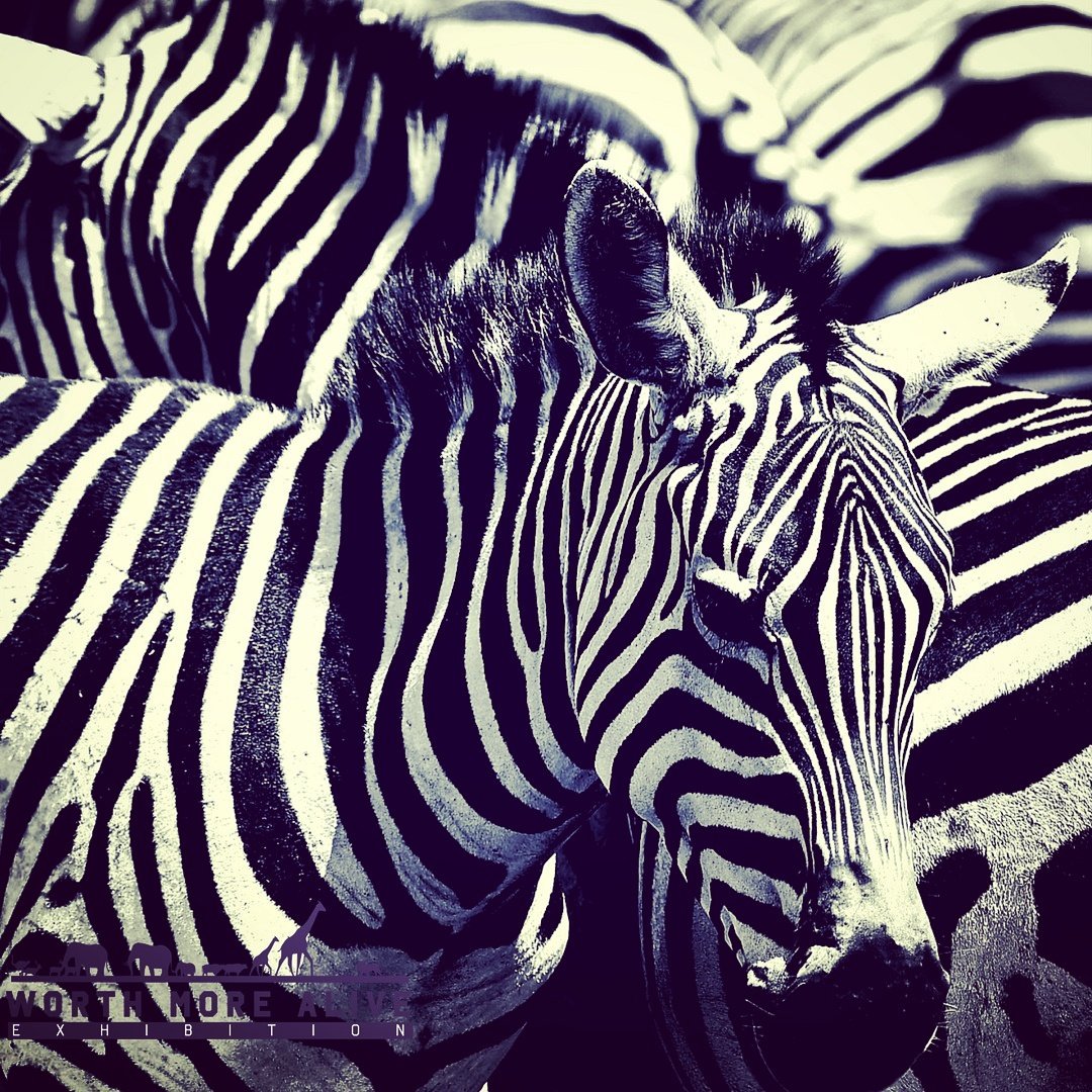 VersatileWildKe's tweet photo. When the body and mind tires of obligation, nature is therapeutic and reestablishes their tone.#project365 #14thFeb2017 #ThisIsMyKenya https://t.co/ZO1fTuTWLe