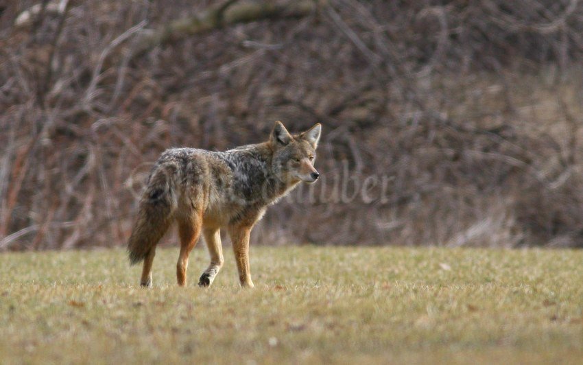 Coyote at Grant Park in Milwaukee County Wisconsin on February 14, 2017 windowtowildlife.com/coyote-grant-p…