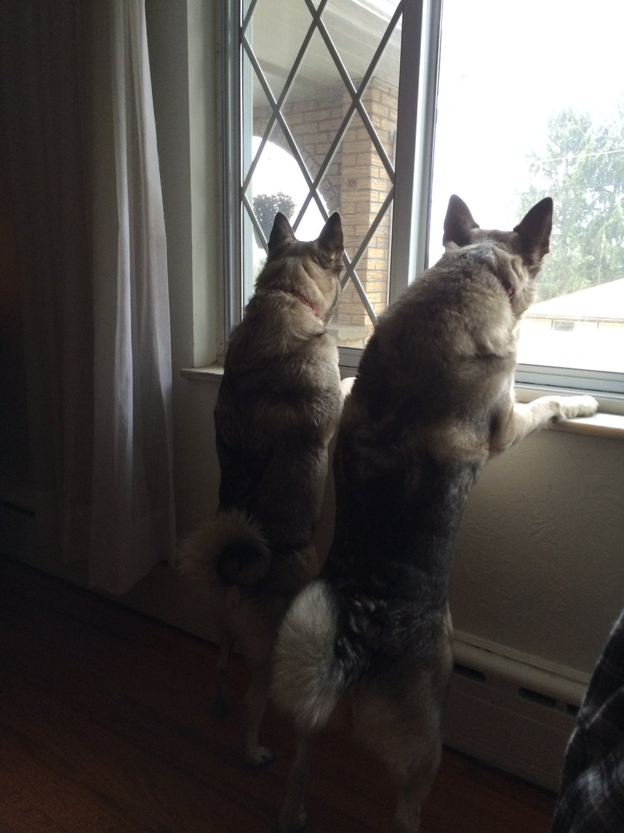 AnythingUTV's tweet image. Elkhounds could be a working breed. Used a lot as therapy &amp;amp; rescue dogs. Make good watch dogs too! #WestminsterDogShow #Westminster