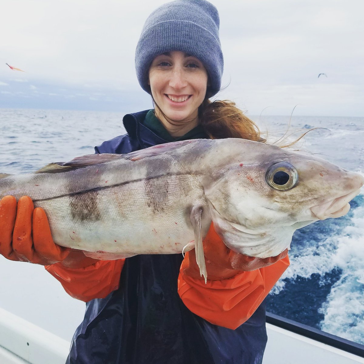 nefishmongers's tweet photo. @Edelman11 @jimmyfallon @FallonTonight You're welcome aboard the F/V Finlander anytime to see how good your catch really is! #edelmanscatch https://t.co/NmfxrVI6yx