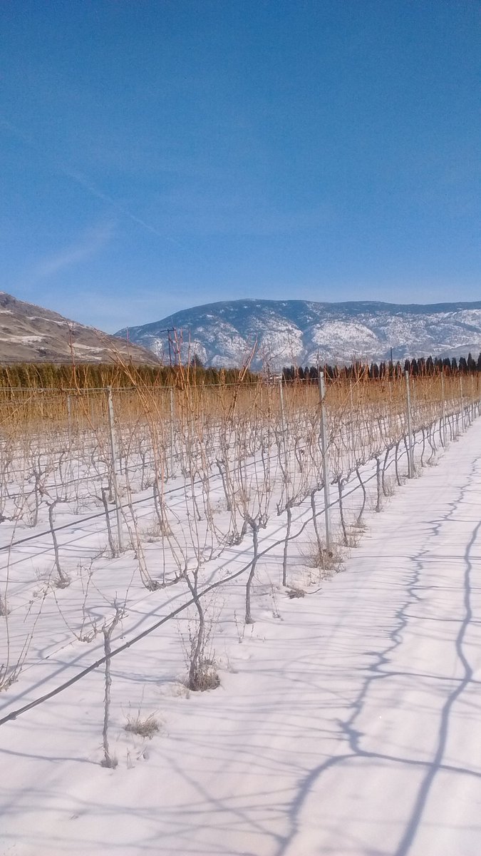 PhasionEstates's tweet photo. Gorgeous day pruning our organic Riseling vines! Happy Valentine's day everyone. #Valentines https://t.co/dCnAAufJPi