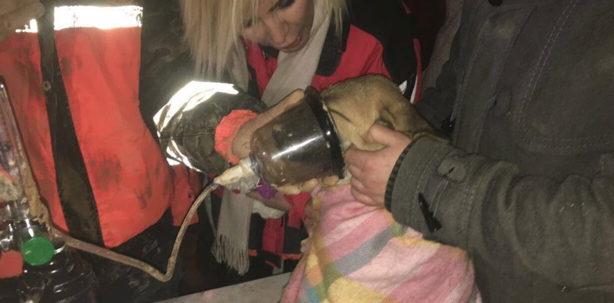 10 gündür bir kuyuda mahsur kalan köpecik; İtfaiye, İSKİ, TKİ ve AFAD'lı 30 kişilik ekipçe kurtarıldı

İnsanlığın merkezi güzel ülkem ❤️