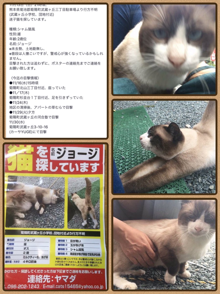 迷子猫 Nekotan2go Twitter 迷子猫 Nekotan2go Twitter