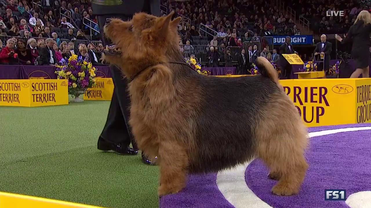 Norwich terrier hotsell westminster dog show