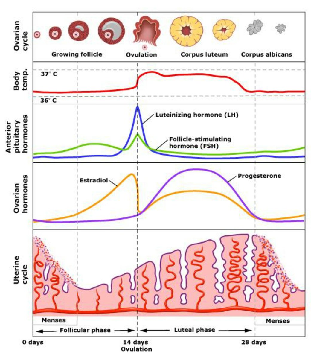 Female Cycle Chart