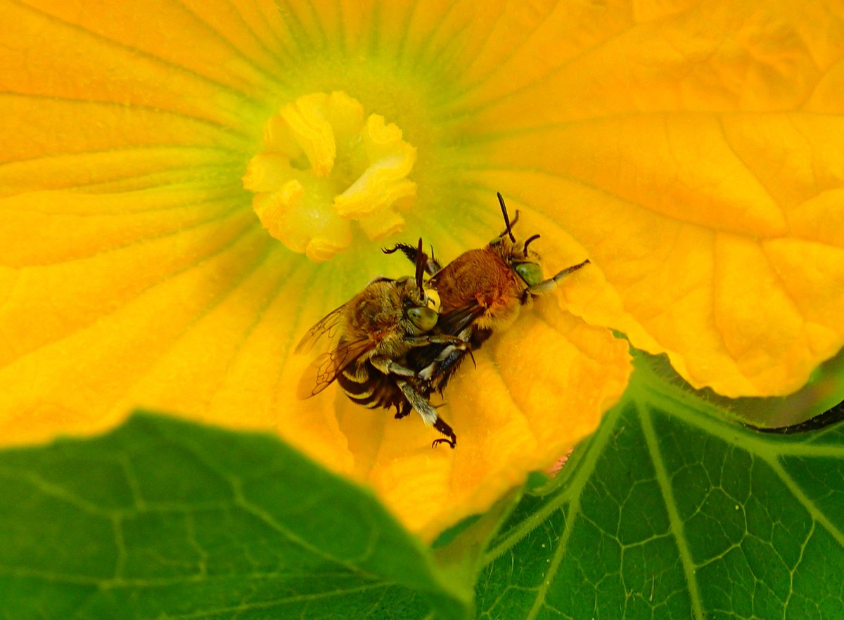 FranvdBerg's tweet photo. I love #bluebandedbees! So the prospect of even more in the future, excites me greatly! #ozpollinators https://t.co/zooKXaD3fY