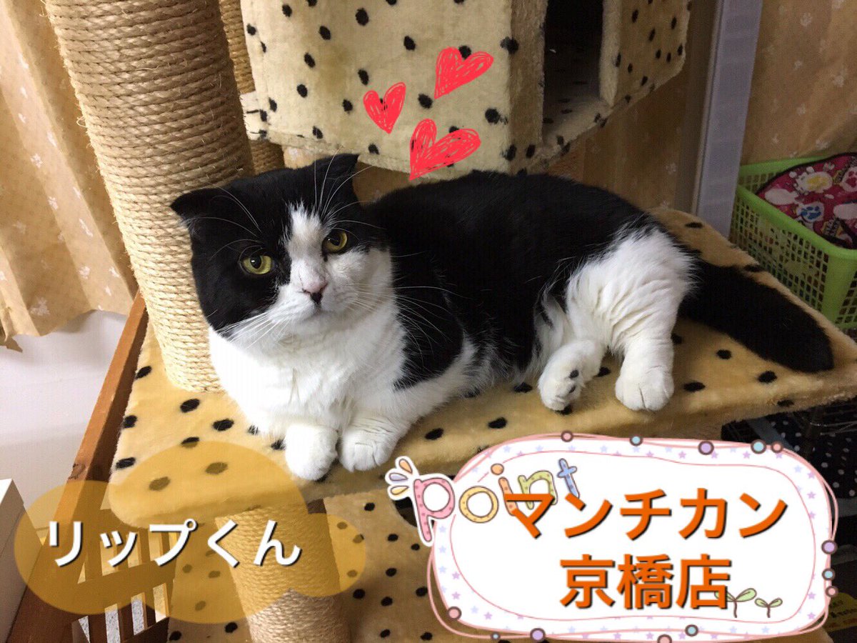 保護猫 金魚カフェ マンチカン こんにちわ 保護猫カフェマンチカン京橋店です 本日もオープンいたしました 皆様のお越しお待ちしております 姉妹店マンチカン鶴橋で里親募集しているキャップ君と似ているリップくんです リップくんは里親 保護猫 金魚カフェ マンチカン こんにちわ 保護猫カフェマンチカン京橋店です 本日もオープンいたしました 皆様のお越しお待ちしております 姉妹店マンチカン鶴橋で里親募集しているキャップ君と似ているリップくんです リップくんは里親