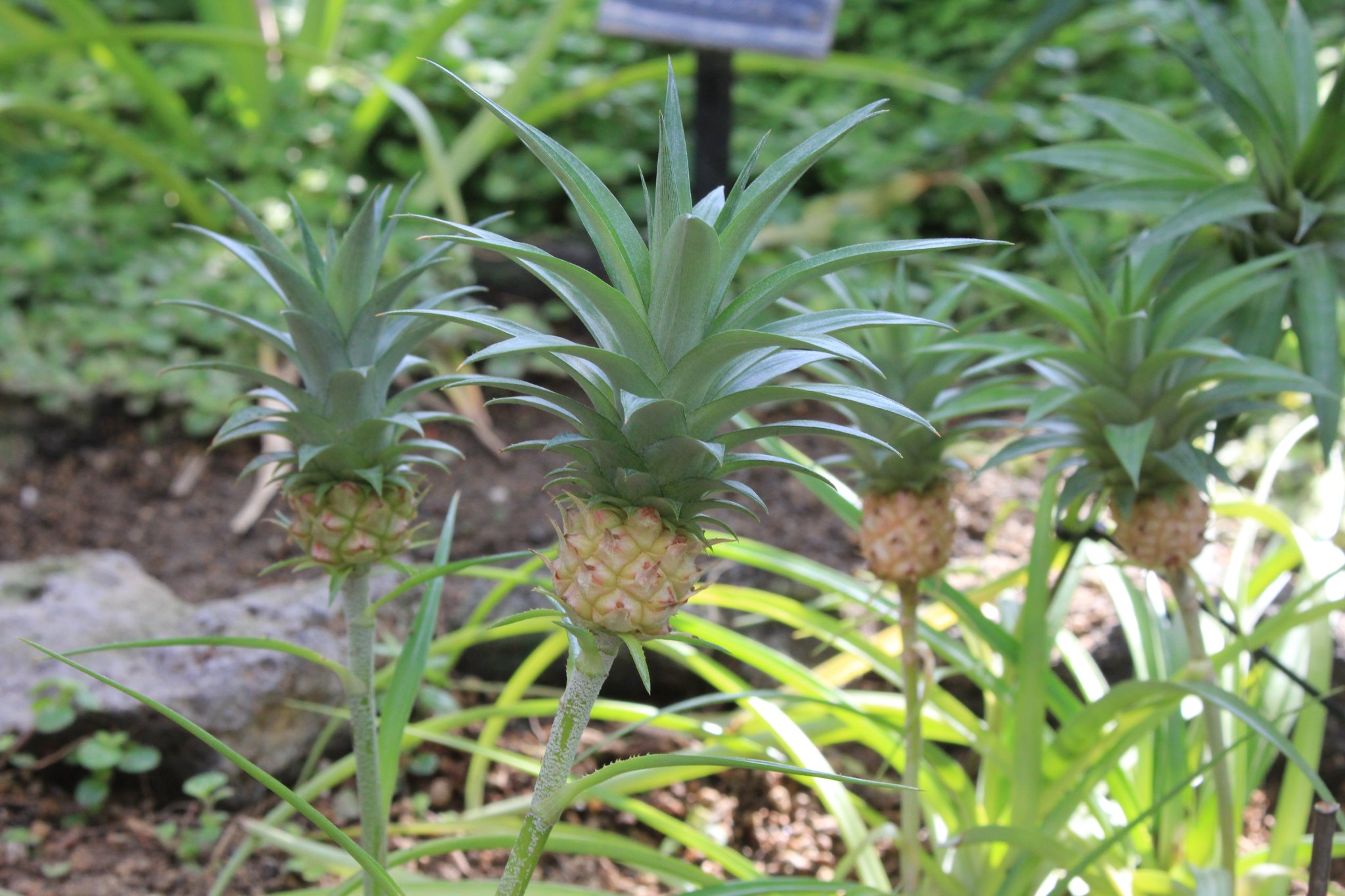 ট ইট র 咲くやこの花館 こちらは ミニパイナップル 食用ではなく観賞用の小さなパイナップルです 皆様 パイナップルの実がなっているところを見たことはありますか 写真のように 茎の上に実がなります O ট ইট র 咲くやこの花館 こちらは ミニパイナップル 食用ではなく観賞用の小さなパイナップルです 皆様 パイナップルの実がなっているところを見たことはありますか 写真のように 茎の上に実がなります O