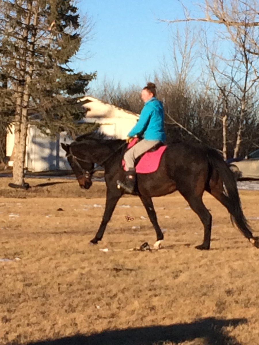 Featured Sale Horse at #HadfordPerformanceTraining.com 
#RowdyAllKnight

hadfordperformancetraining.com/horses-for-sale