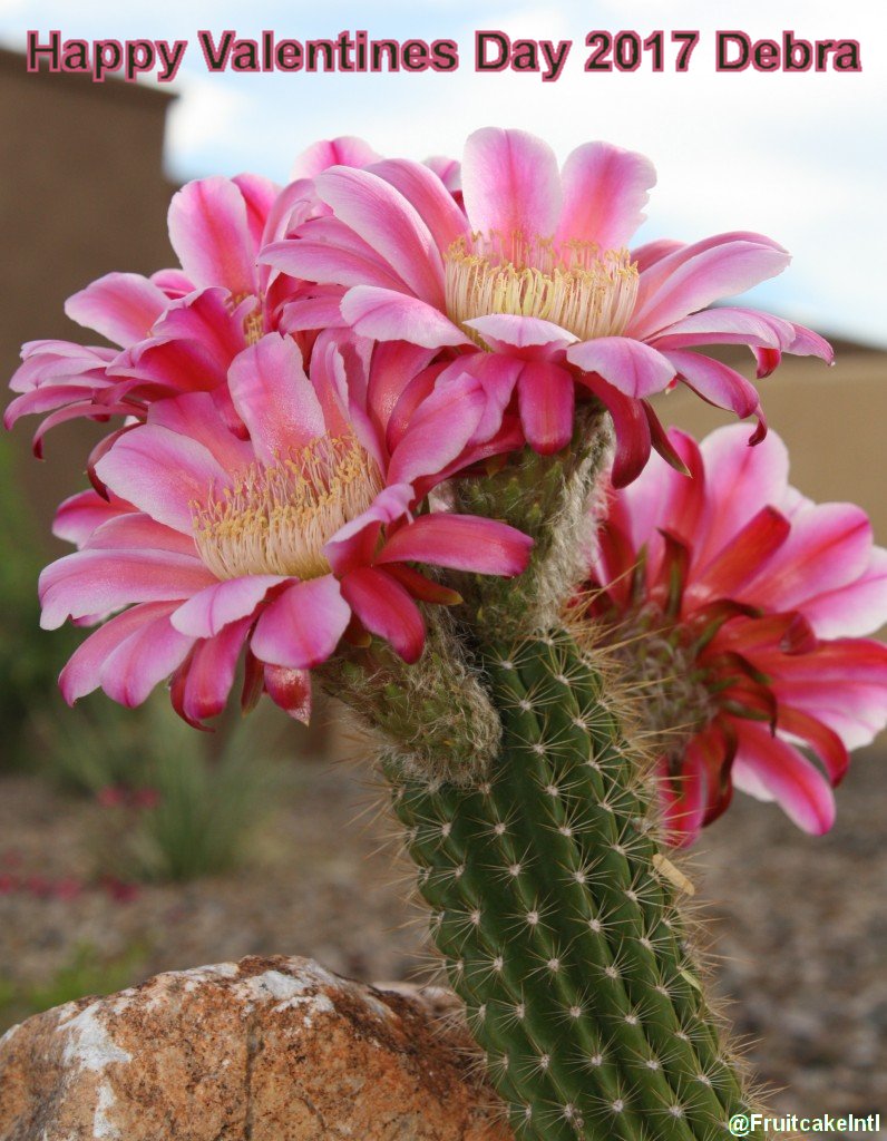 Happy Valentines Day 2017 Debra! #MinusFriend :)