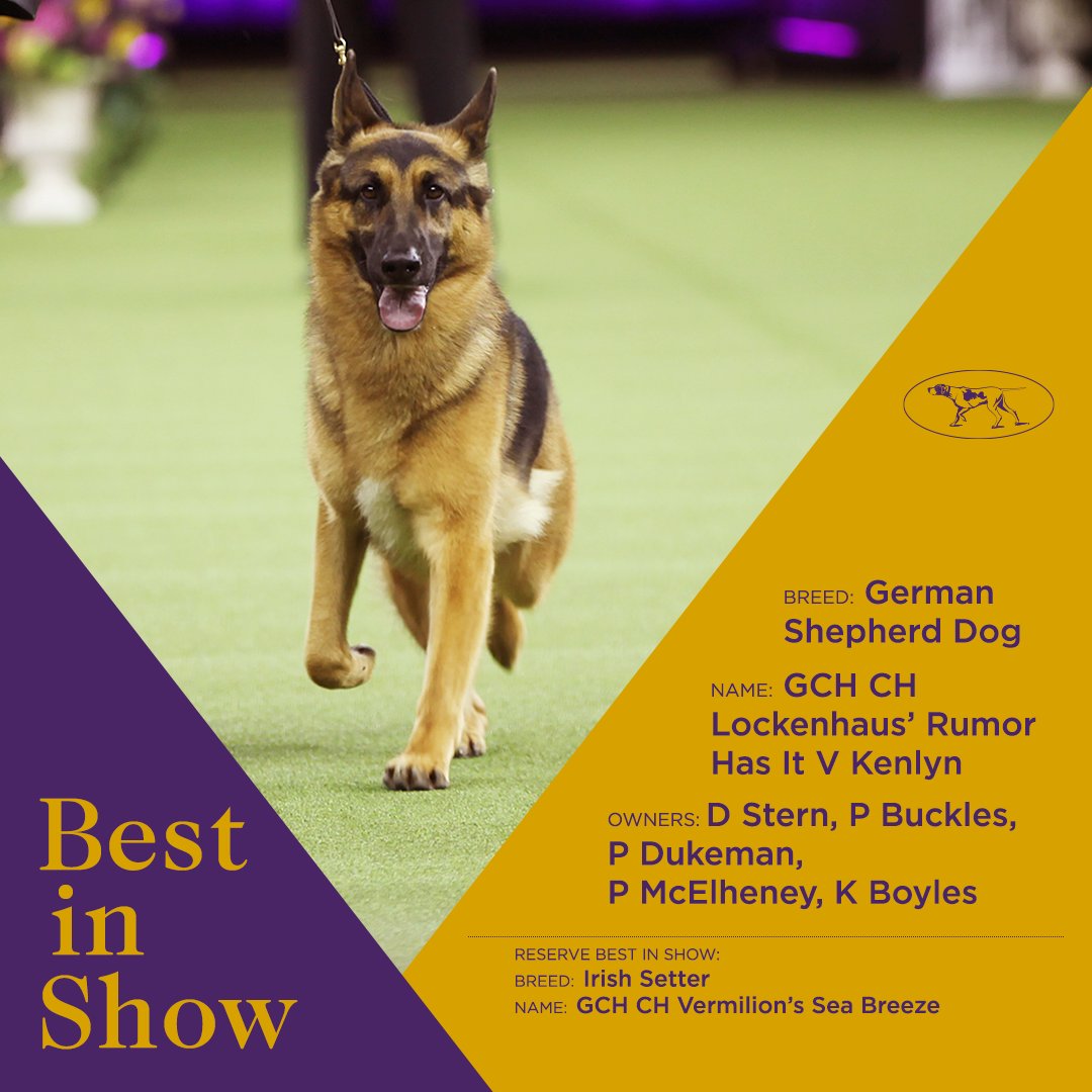 Your 141st #WKCDogShow Best in Show!