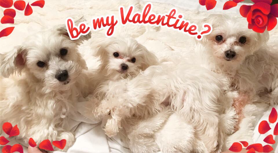 SugarSand's tweet photo. Happy Valentine's Day Everyone!

Love, 
Natalie, 
Paris, CoCo&amp; Chanel 💖
#pariscocochanel https://t.co/TJ2kpZRrMn