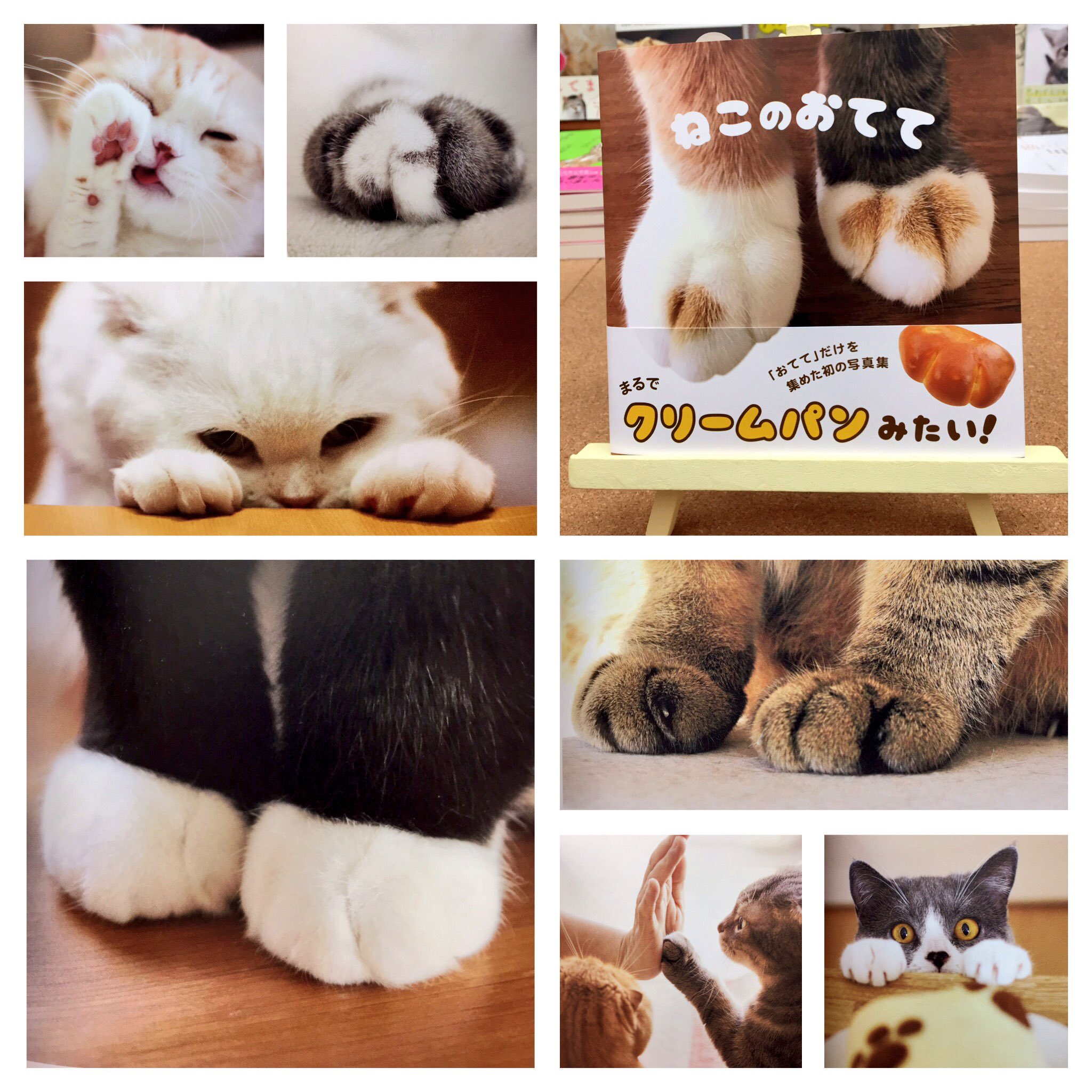 O Xrhsths 猫本専門 神保町にゃんこ堂 姉川書店 Sto Twitter ネコ手 フリークの皆さま必見ですっ 写真集 ねこの おてて まるっこく フワッフワのネコの おてて が 猫好きな皆さまをフワモフの世界へご案内いたします まるでクリームパンのような 40匹