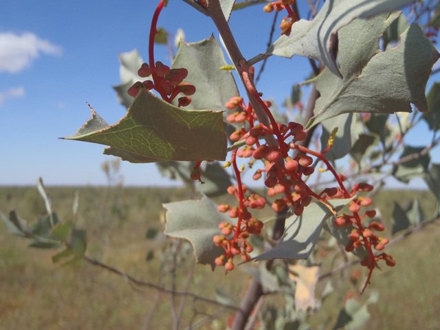 Astron_Enviro's tweet photo. Grevillea wickhamii is a common shrub in the #Pilbara.  It has prickly grey-green holly-like leaves and can grow to 5 five metres tall. https://t.co/BcXC3gRgj9