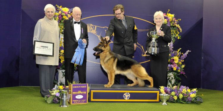 american kennel club best in show