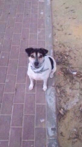 <a href="/ArcadeNoeSevill/">Arca De Noé Sevilla</a>  Todavía sigue sin calor  de un hogar! MARLA tiene 4años y necesita urgente 1 familia!Es pequeña y un amor!  #Adopta