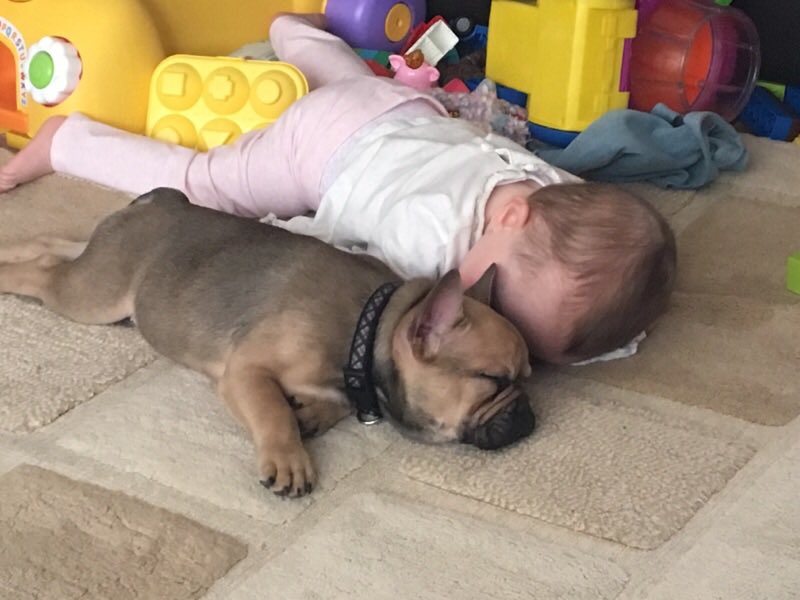 NicolaHarrisG's tweet photo. @thismorning my French bulldog with my daughter https://t.co/GZkfp4P2bb