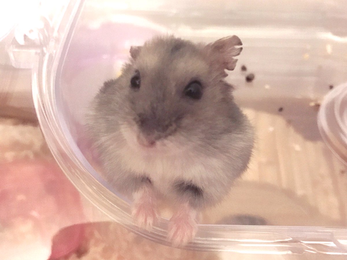 SSsduffy1's tweet photo. ホントにかわいい…��💓 https://t.co/oBZswmWDyb