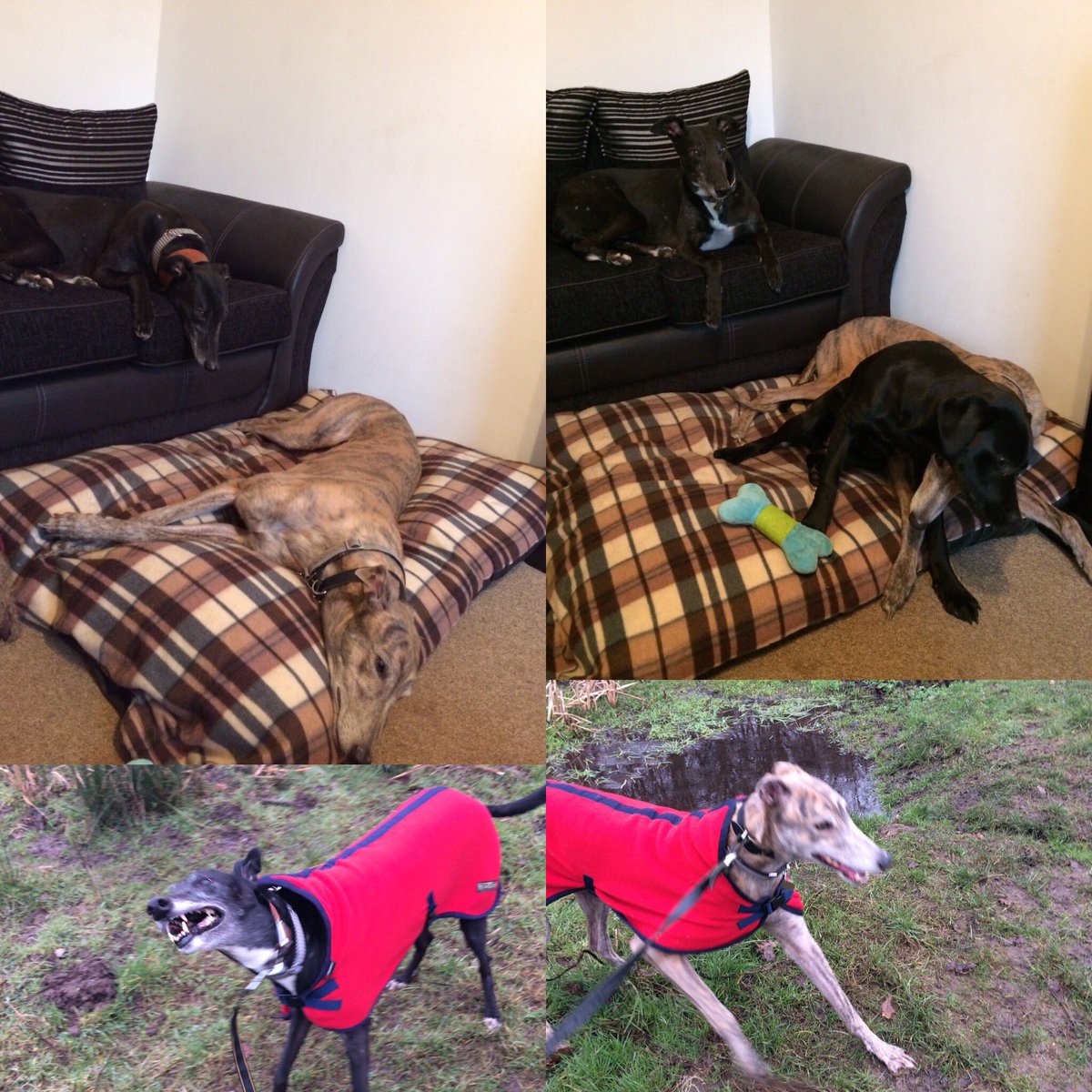PoppyPawspets's tweet photo. Had a brilliant time dog-sitting this handsome duo. Can't wait to see Merlin &amp; Arthur again #dogwalking #wilmslow #cheadle #dogwalker #styal https://t.co/rdQx0P5bJ1