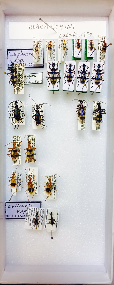 thiswordistaken's tweet photo. Antidote: #beetle classification: these beauties! Erwin &amp; Garner in action. These Lebiinae are arboreal with specially adapted tarsus https://t.co/5S0q4PnMSv