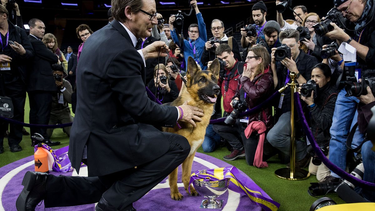Rumor the German shepherd comes out of retirement to win best in show at #WestminsterDogShow 4.nbcny.com/7olyEvl
