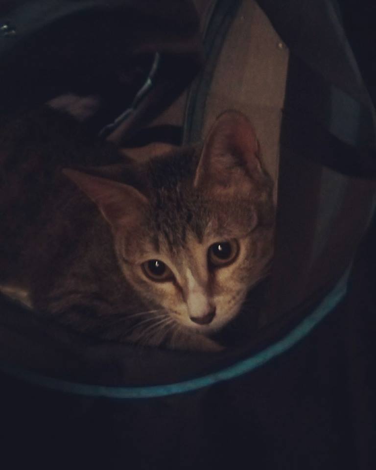 thecatstudioblr's tweet photo. She knows who is a good girl
 #hillary #thecatstudio #furpurrindia #wherepetstalk #catadoption #catsinbangalore #adoptdontshop #rescuedcats https://t.co/37EwtVzf8D