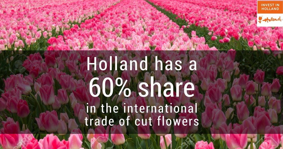 Your #ValentinesDay flowers and chocolate could be #Dutch! #Holland is known as "the flower shop of the world" - sot.ag/5WLTT