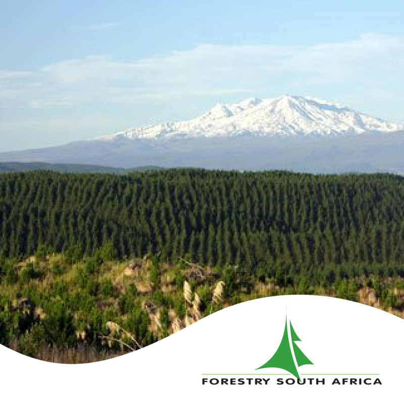 Forestry SA tweet media