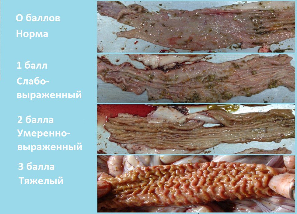 Новый подход к профилактике и лечению диарейного синдрома свиней при илеите в условиях промышленных свинокомплексов rkorma.ru/2016/04/18/nov…