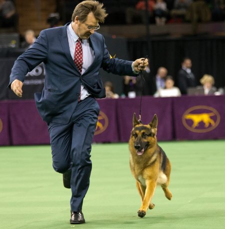 ZomCurrentTrend's tweet image. Watch this video: youtube.com/watch?v=NbxNQL…

#WestministerDogShow
